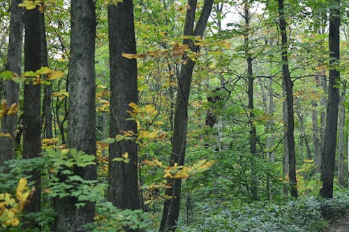 Photo of a Forest in Autumn 