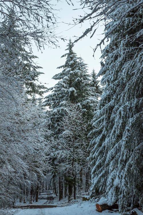 Snow on Evergreen Trees in Forest