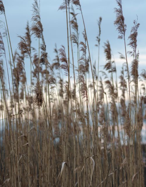 Free Calm morning scene with dried grass against a soft dawn sky, perfect for nature lovers. Stock Photo