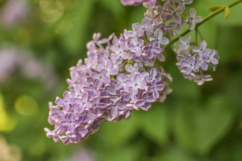 Free Detailed view of purple lilac flowers in bloom during springtime. Stock Photo