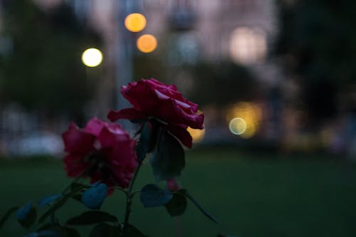 Free stock photo of beautiful flowers, budapest, city