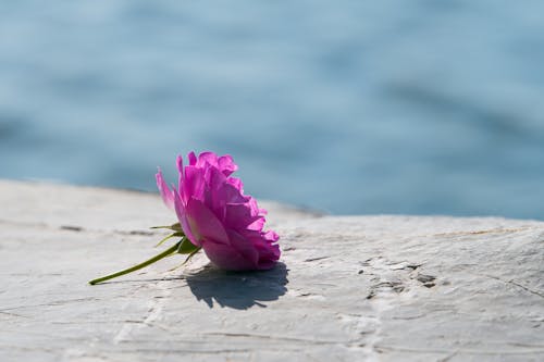 Purple Rose on a Stone 