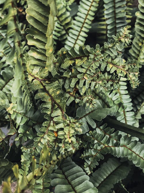 Close up of Green Leaves