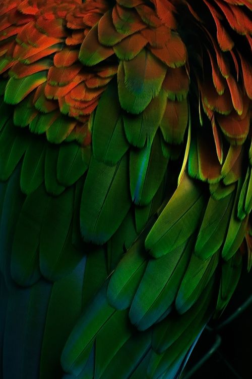 Free Detailed close-up of colorful parrot feathers showcasing vibrant hues and textures. Stock Photo