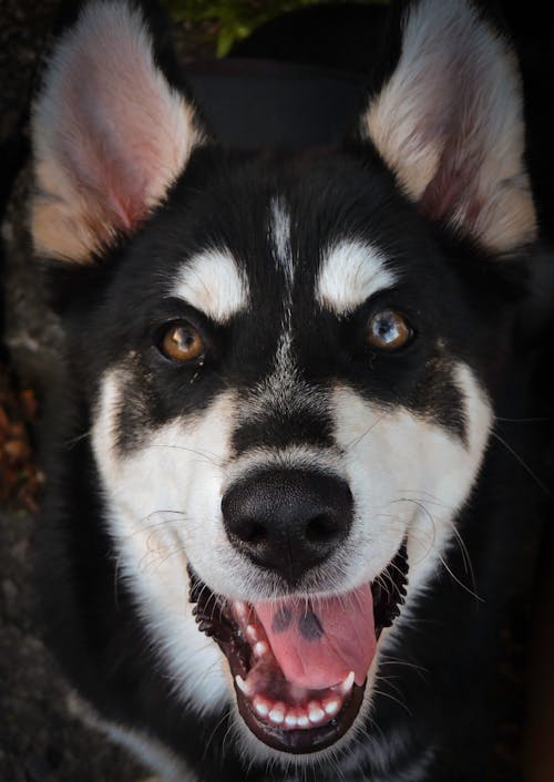 Free Black And White Siberian Husky Close-Up Photo Stock Photo