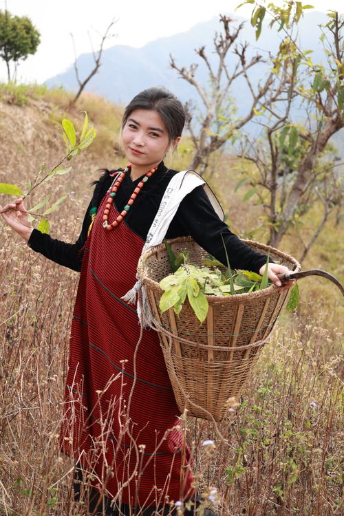 Free A young South Asian woman in traditional dress harvesting crops in Nepal. Stock Photo