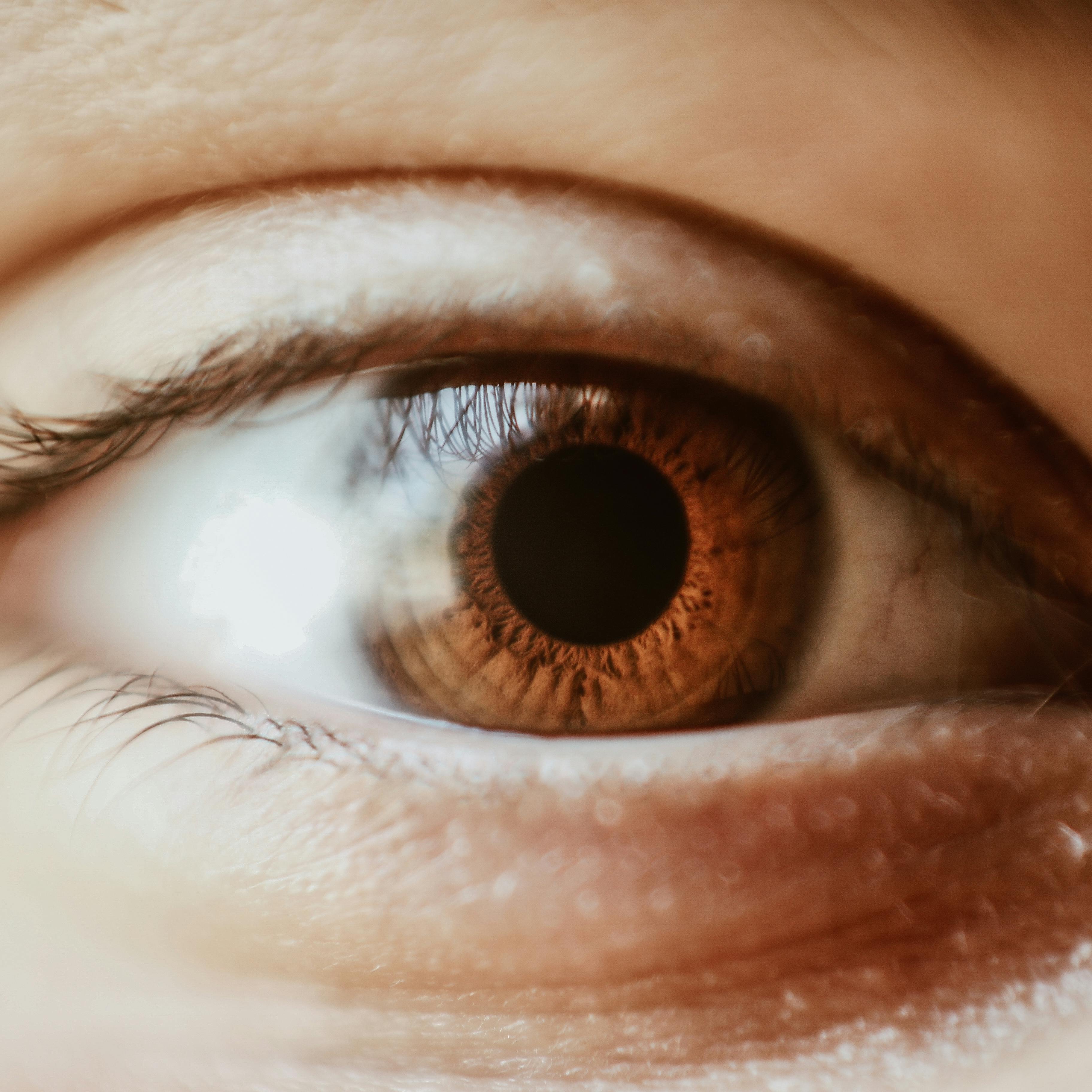 Brown Eyeball Photos, Download The BEST Free Brown Eyeball Stock Photos ...