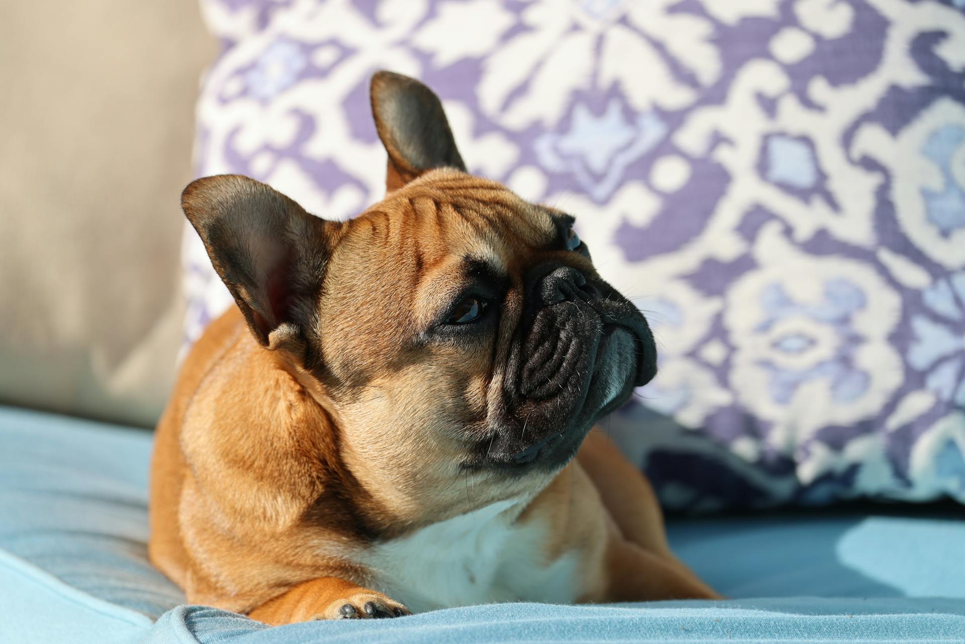 Bulldog Lying on a Bed