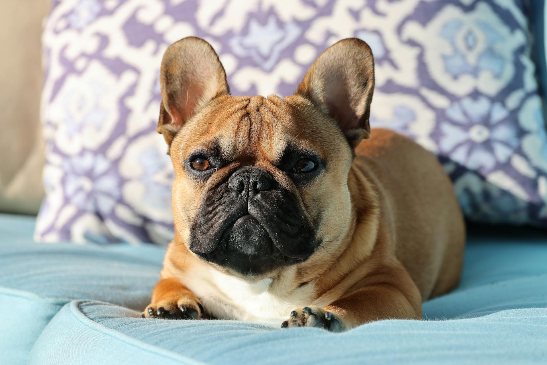 A French Bulldog Lying on the Sofa