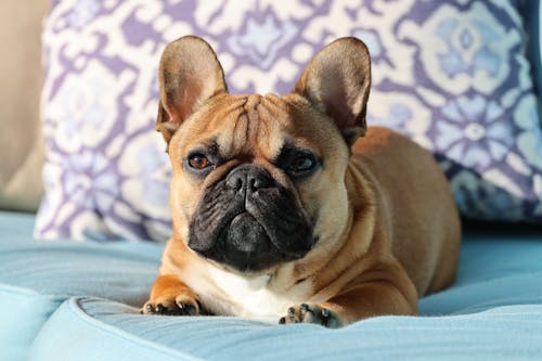 Kostenlos Kostenloses Stock Foto zu bezaubernd, couch, französische bulldogge Stock-Foto
