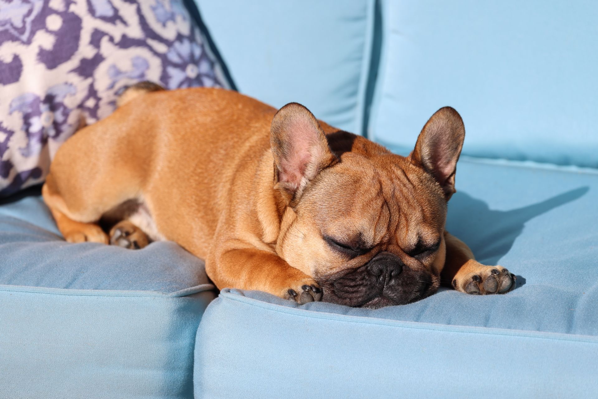 Small Dog Sleeping on a Blue Sofa