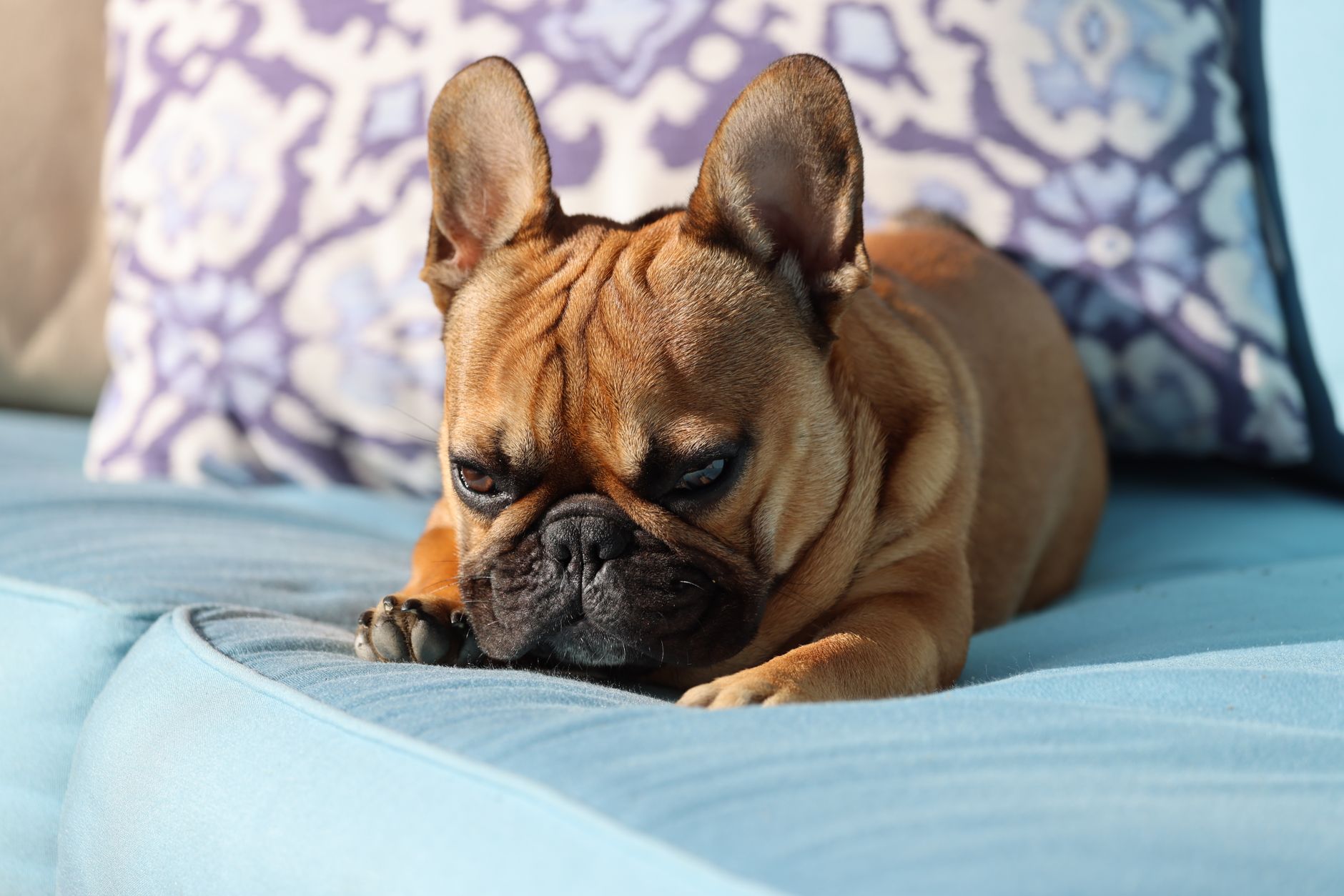 Französische Bulldogge