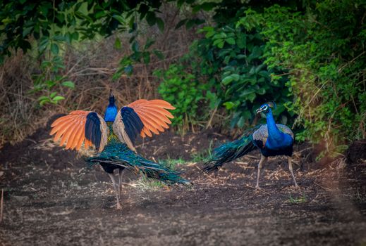 peacock photo
