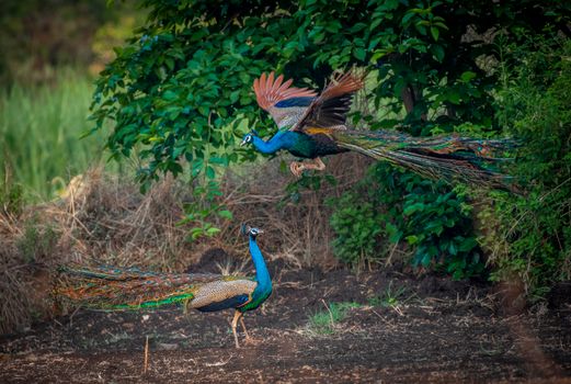 peacock photo