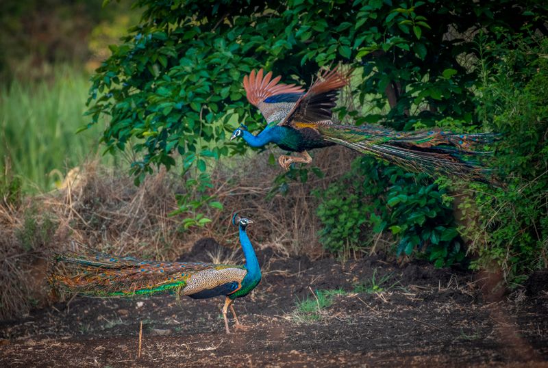 Forest Peafowl