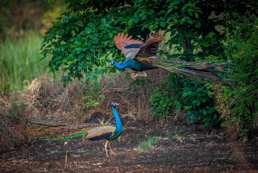 Peacock in the forest at golden hour