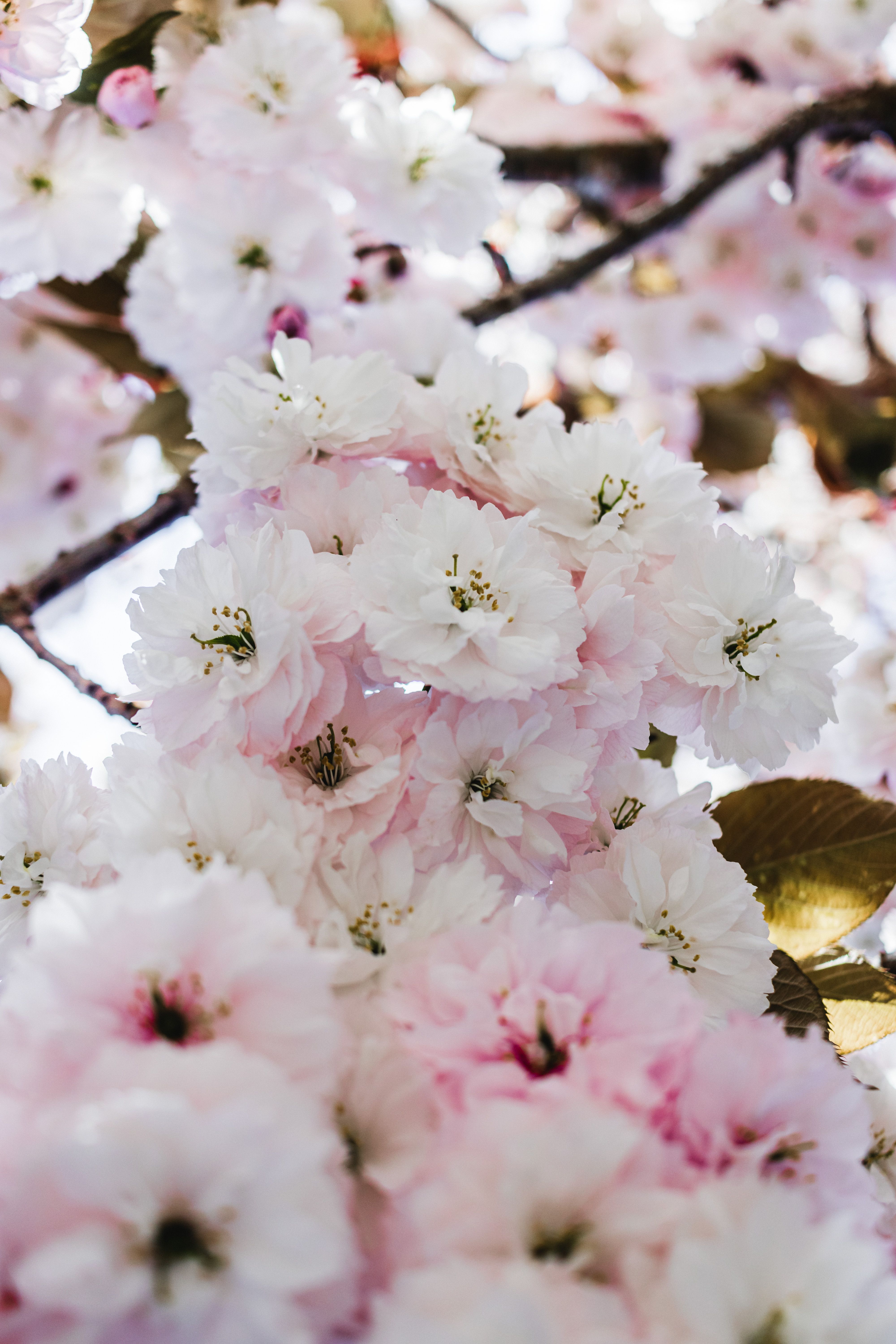 Depth Of Field Photography Of Cherry Blossom Tree · Free Stock Photo