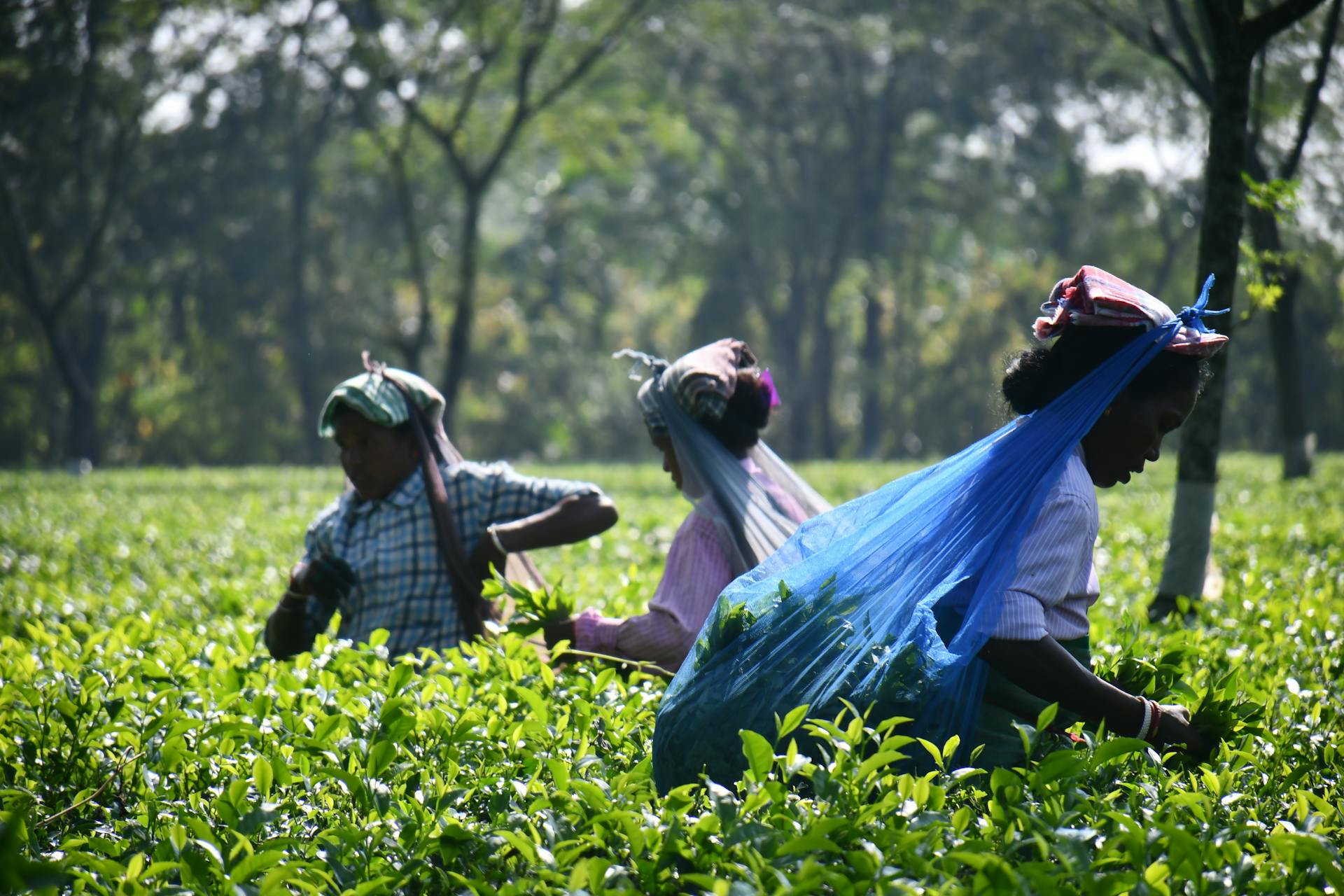 Workers harvesting tea leaves in a lush plantation, showcasing agricultural labor