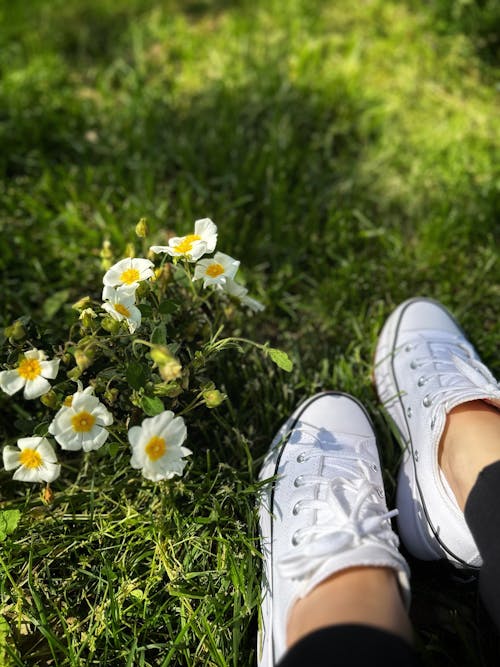 Free stock photo of beautiful flowers, day, go green