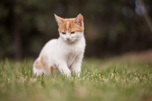 Selective Focus of Cat Sitting on Grass Field