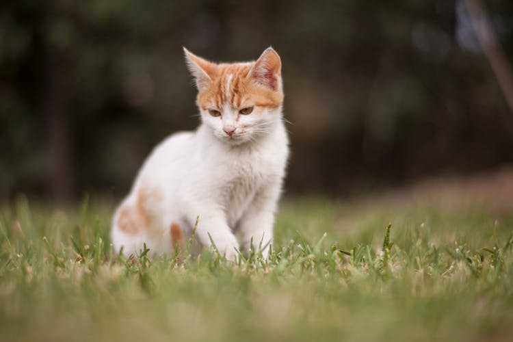 Selective Focus Of Cat Sitting On Grass Field