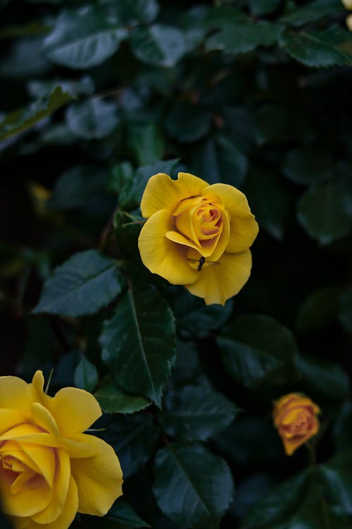 Ilmainen kuvapankkikuva tunnisteilla keltainen, korkea kulma, kukat
