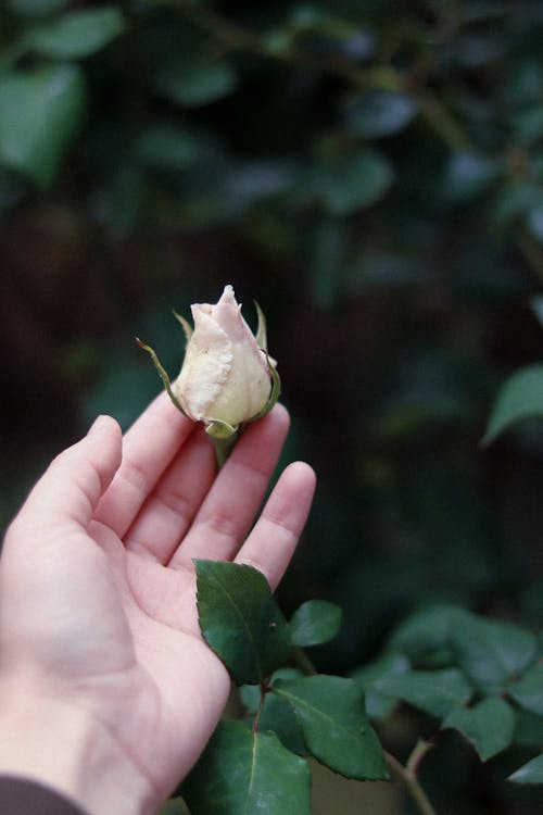 Free Flower in Hand Stock Photo