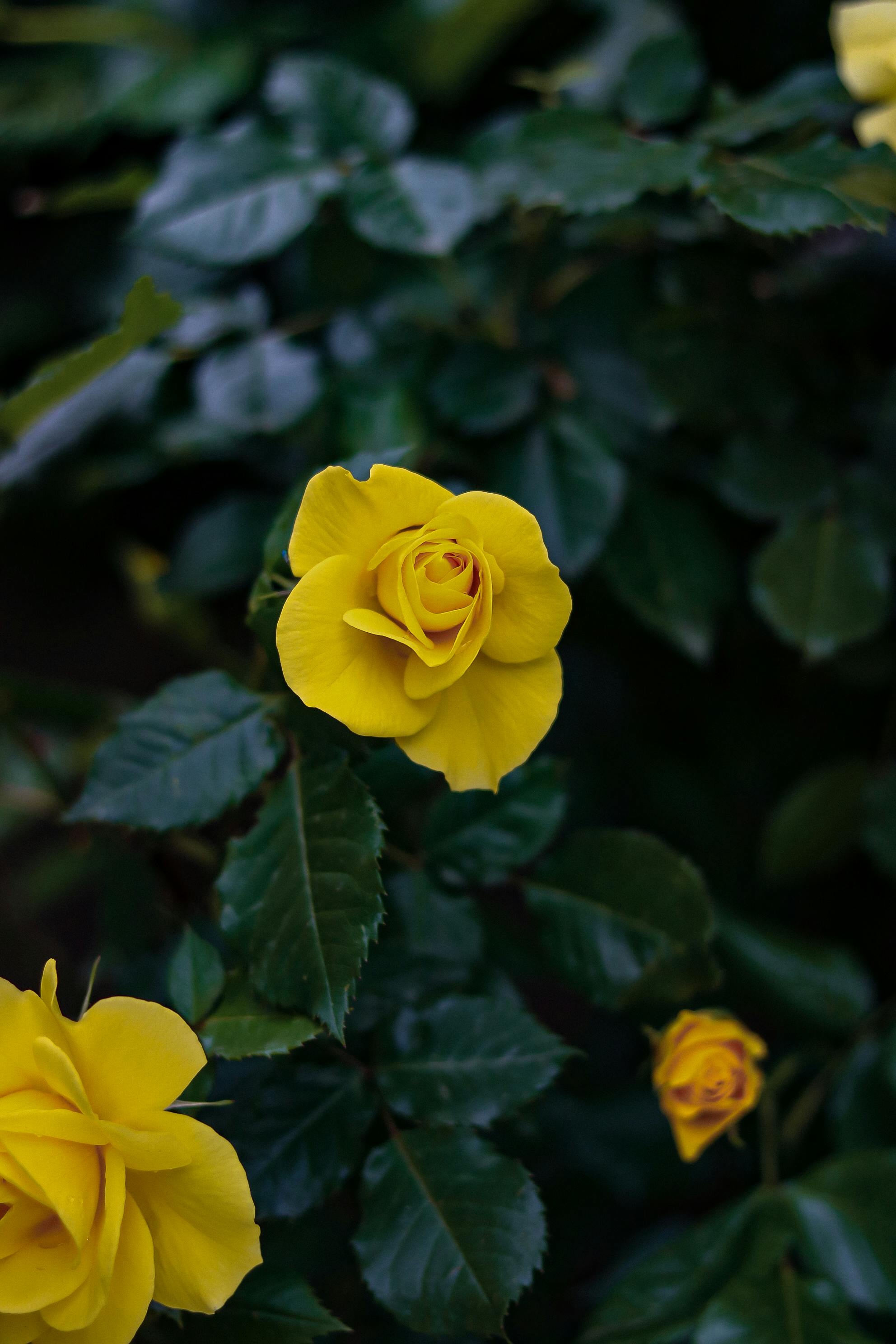 Close-up of a vibrant yellow rose surrounded by lush green leaves, showcasing natural beauty.