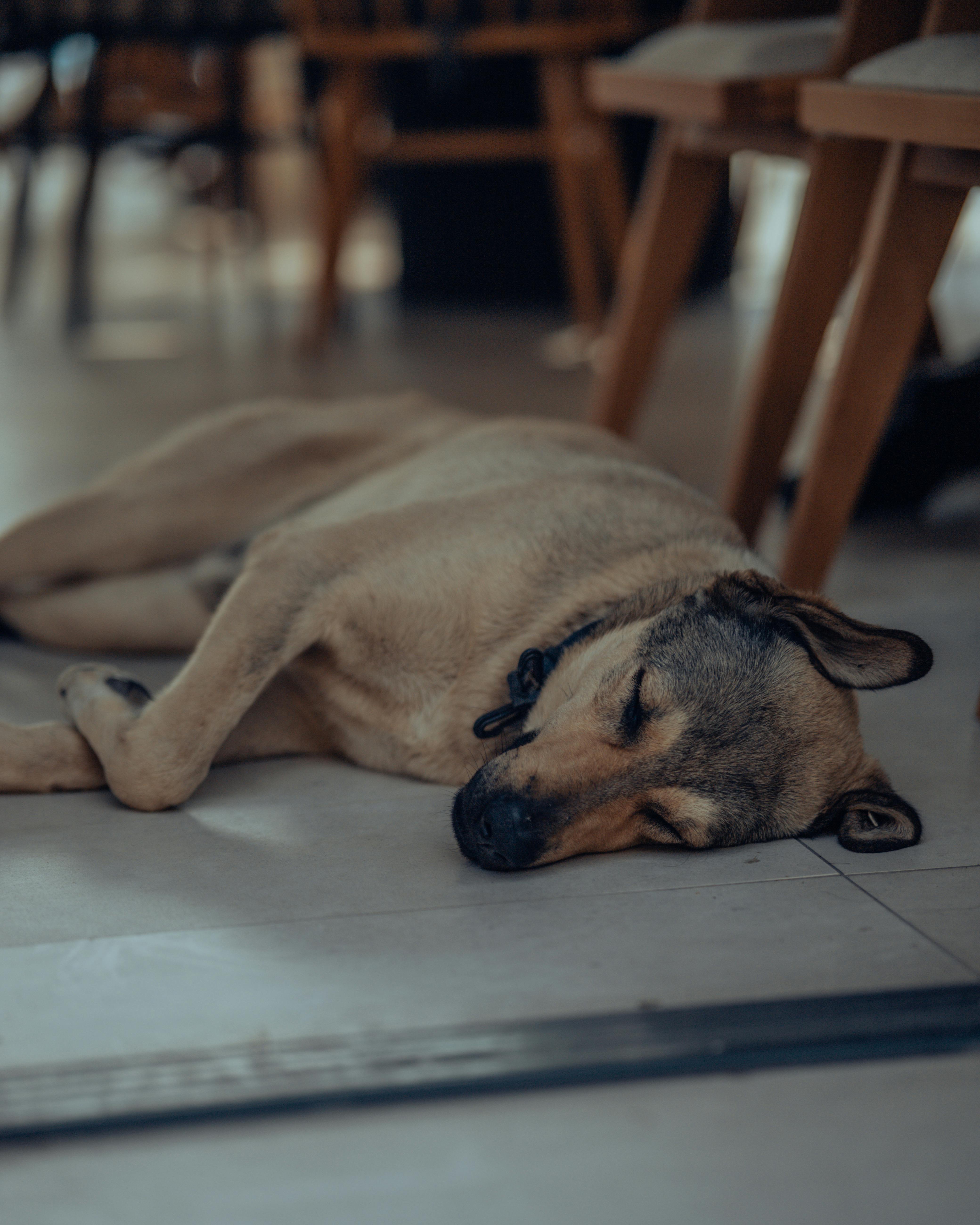 Why Does My Dog Lay on My Neck Exploring the Comfort, Bonding, and