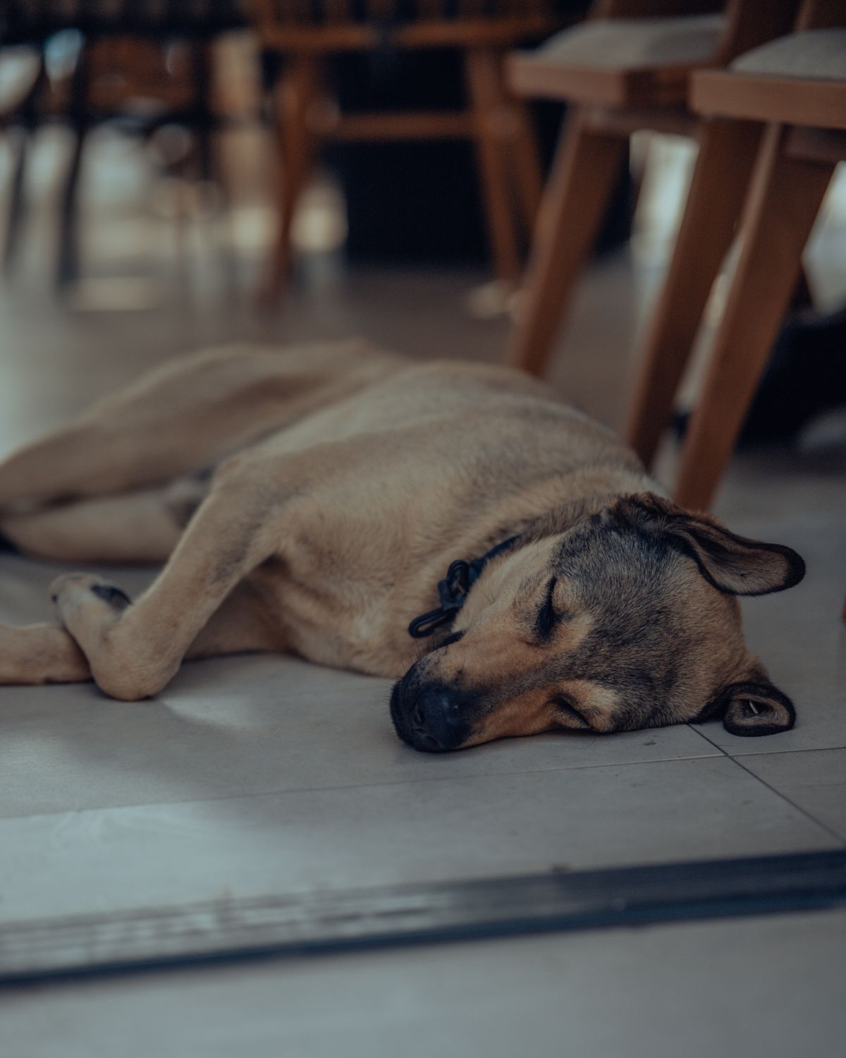 a-dog-sleeping-on-the-floor-free-stock-photo