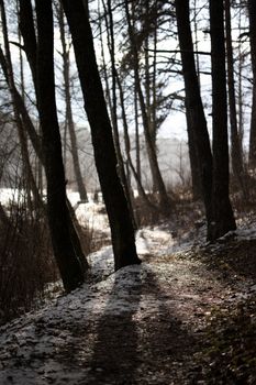 Serene winter forest path dappled with sunlight and shadows, creating a peaceful escape.