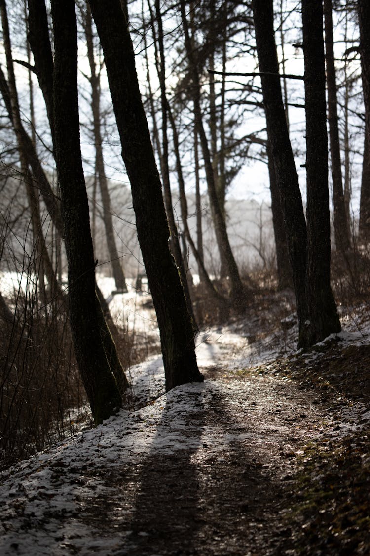 A Path In The Forest In Winter