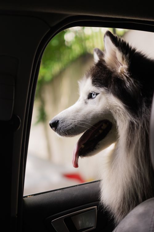 Free Close-up of a Siberian Husky looking out of a car window with its tongue out. Stock Photo