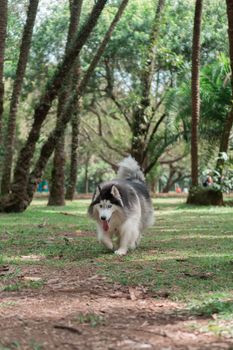 Playful Siberian Husky walking through a sunlit park with lush green trees.