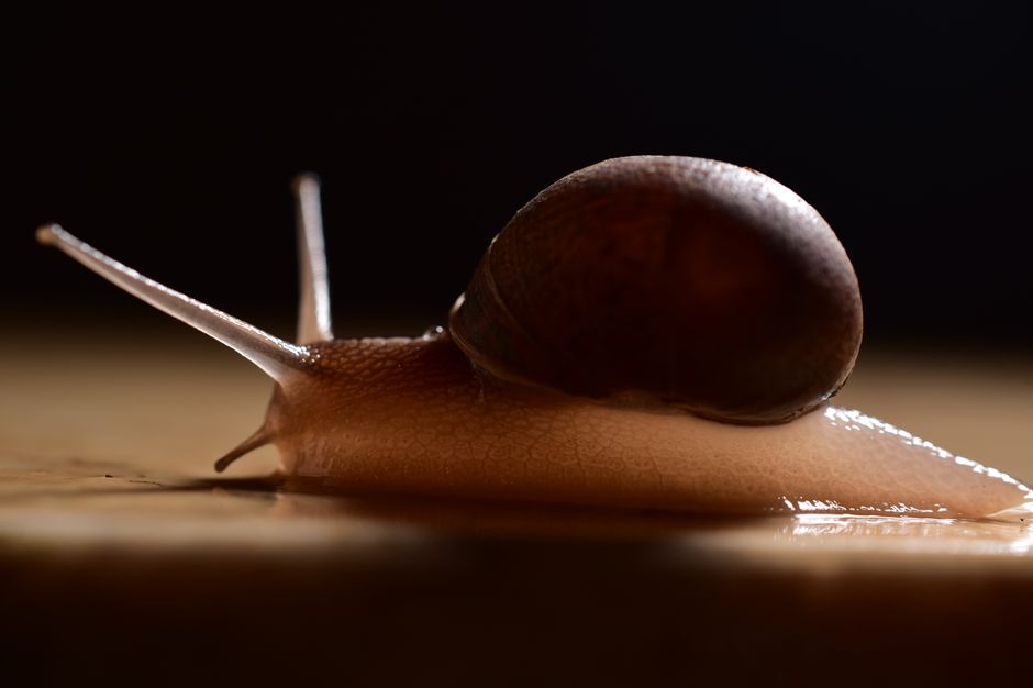 Detailed close-up of a brown snail on a dark surface, showcasing its shell and texture.