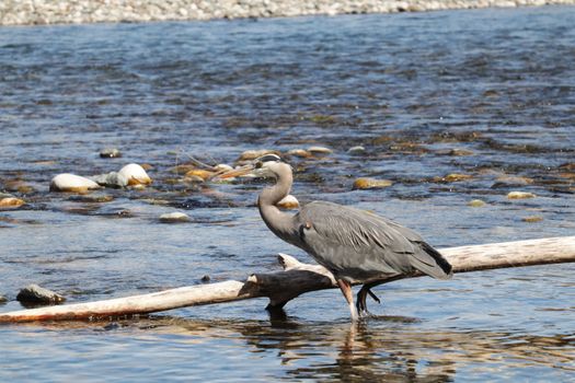 A great blue heron stands on a log over the Chilliwack River in Canada, capturing nature's serenity.