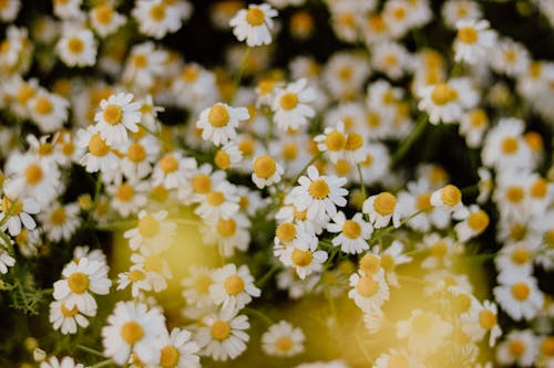 Close-up of Chamomile Flowers 