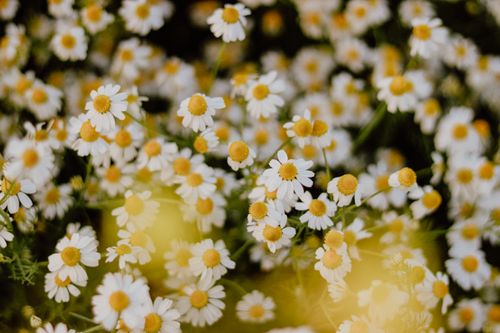 Free A close-up view of blooming chamomile flowers in a lush summer meadow, exuding freshness. Stock Photo