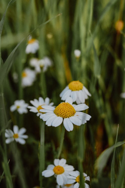 Close-up of Chamomiles 