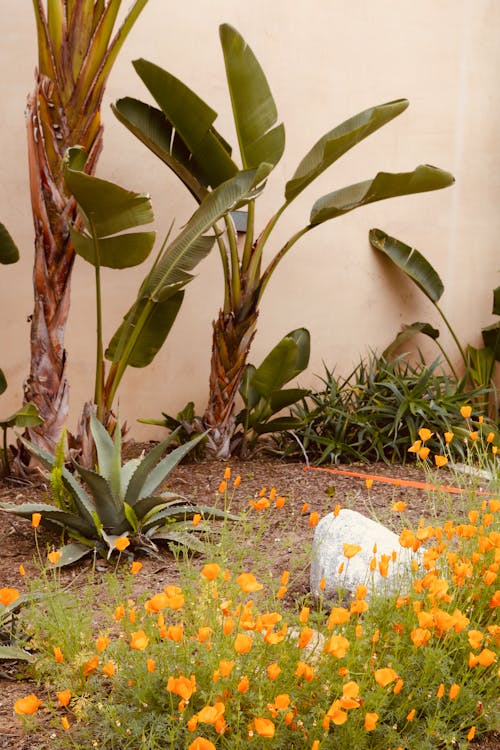 Foto profissional grátis de aumento, floração, flores alaranjadas