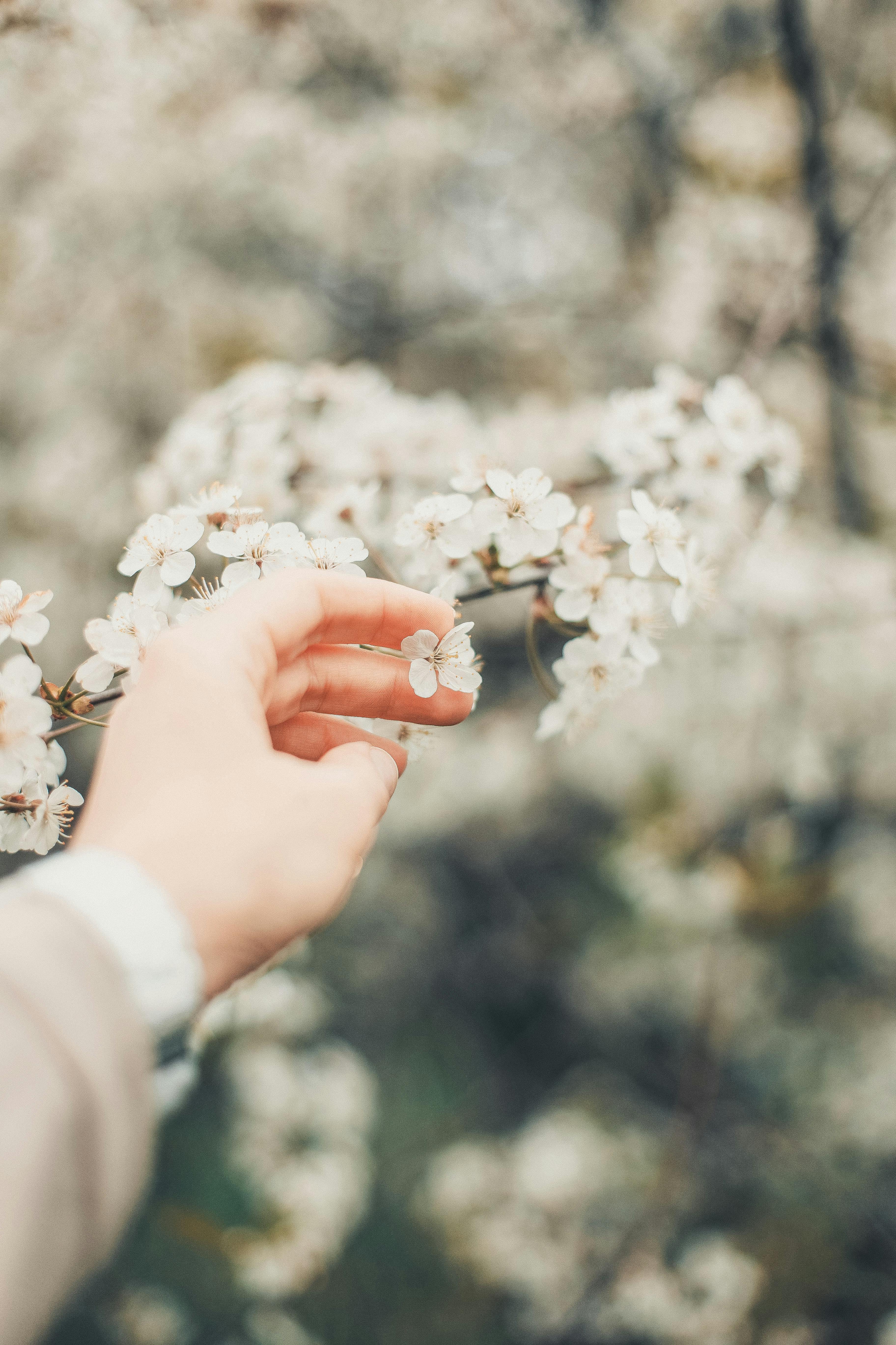 A delicate hand touches white blossoms on a branch in spring, symbolizing connection and nature's beauty.