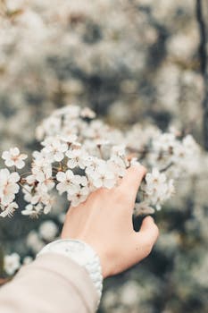 A woman's hand gently touches blooming cherry blossoms, symbolizing springtime renewal.