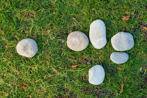 бесплатная Шесть серых камней на лужайке Стоковое фото