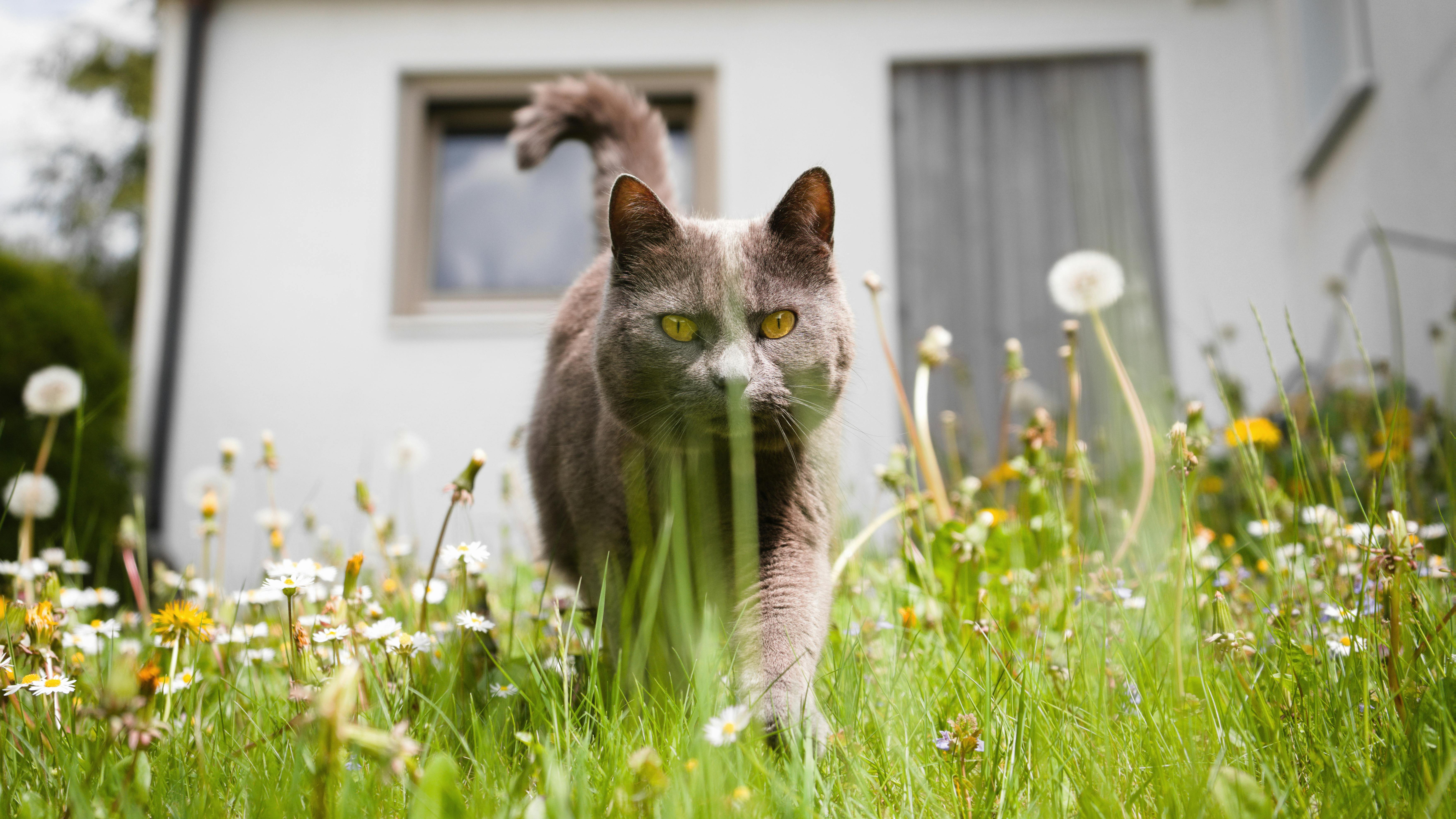 Spring Season Pet Safety Tips - WGN — Photo by Johannes Rampp on Pexels