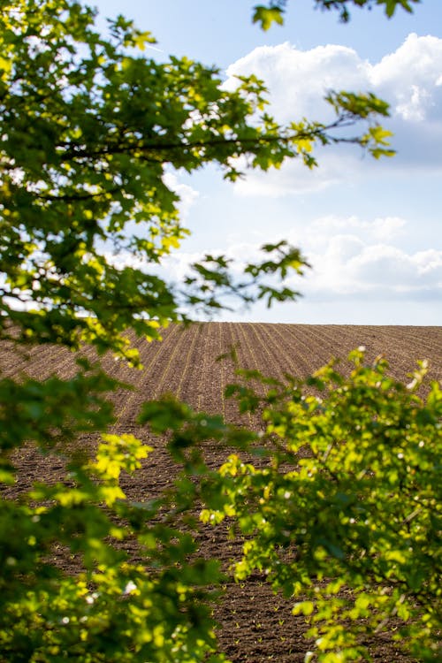Plowed Field with Green Branches in the Foreground