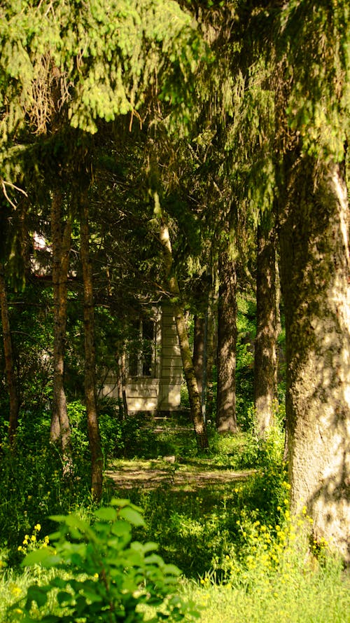 녹색, 숲, 정원의 무료 스톡 사진