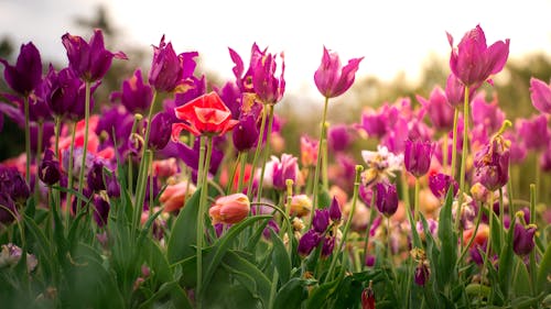 Kostnadsfri bild av blommor, blomning, botanisk