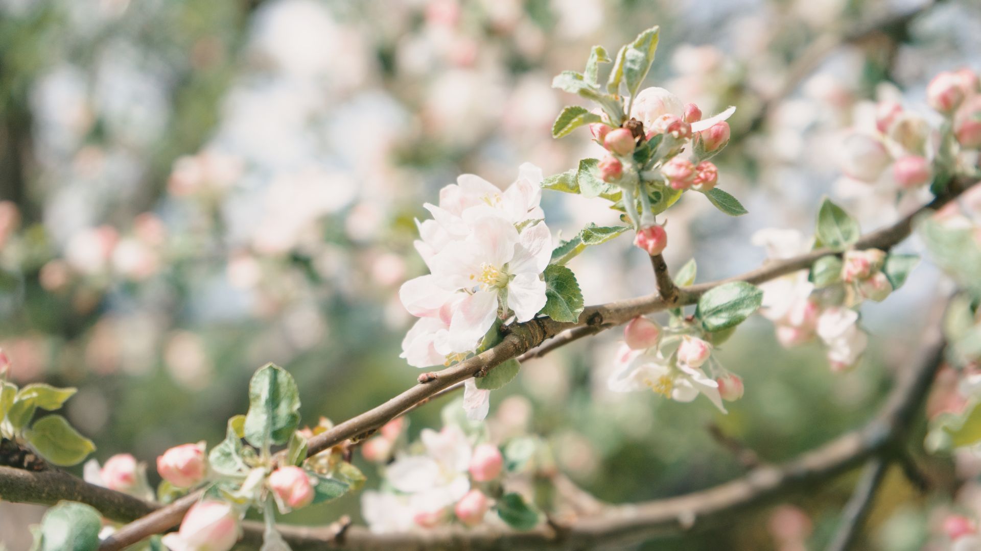 Capture of vibrant apple blossoms in full bloom during spring, showcasing nature's beauty.