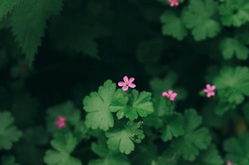 Immagine gratuita di crescita, fiori di campo rosa, fioritura