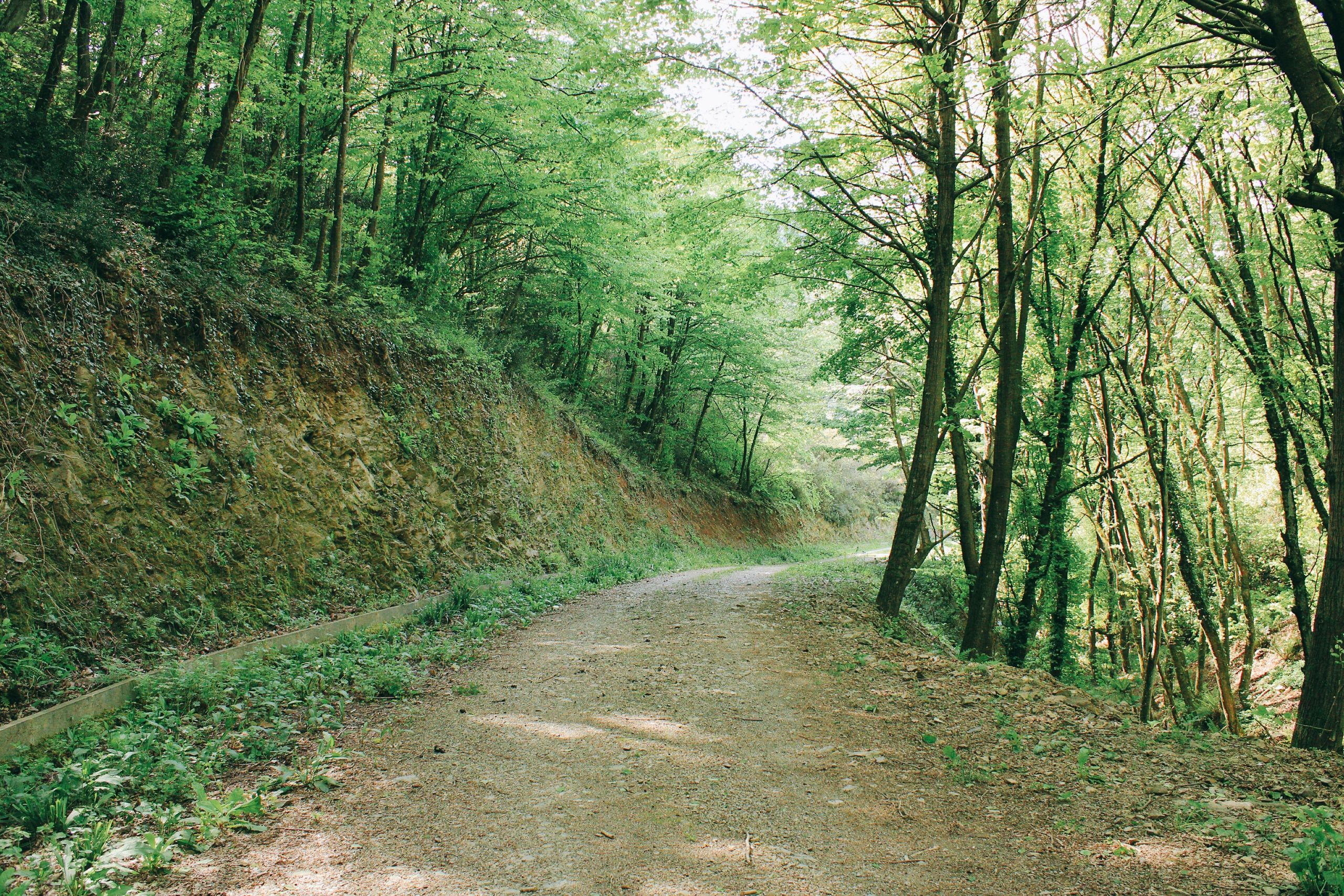 A lush Swedish forest in summer, birch trees lining a forest path